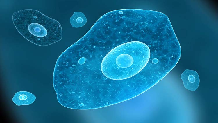 Parasites in the Human Body, Temperate Climate – Part 1