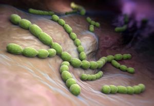 Streptococcus and Staphylococcus - clinical cases with commentaries